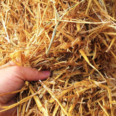 Disposable Wheat Straw